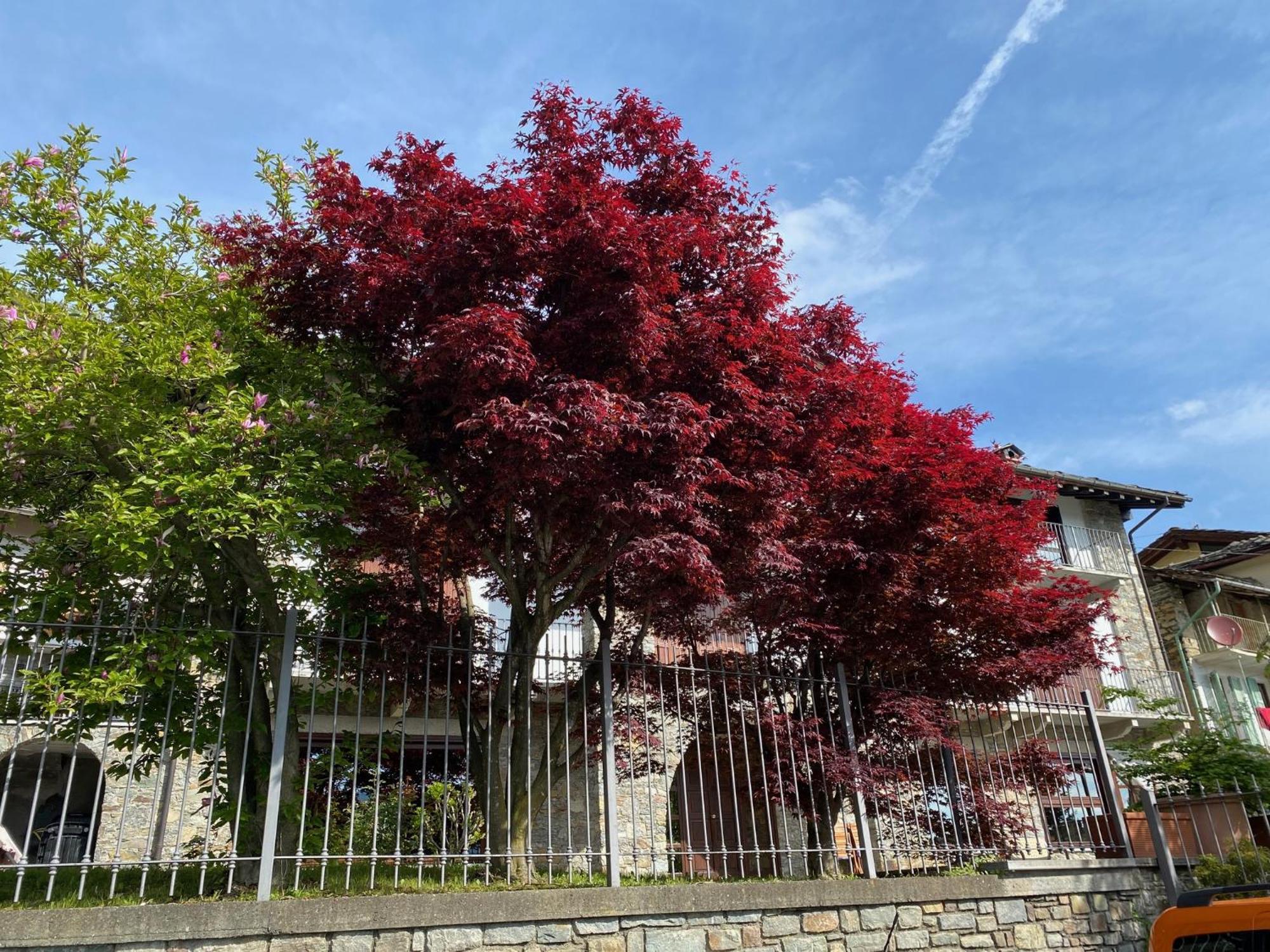La Casa Di Nina - Traves Villa Pessinetto Exterior photo